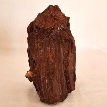 versteinertes Holz